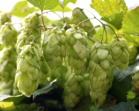 Craft A Personal Brewing Corner: Nurturing Hops Turns Out Easy and Rewarding