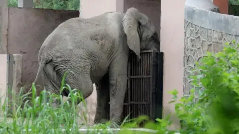 Lonely Existence and Demise of Delhi’s Lone African Elephant